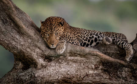 Leopard lying on a tree in the Kruger National Park, South Africa.の写真素材