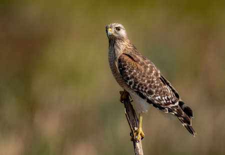 Red-tailed Hawk (Buteo jamaicensis)の写真素材