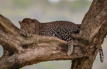 Leopard lying on tree in Kruger National Park, South Africa ; Specie Panthera pardus family of Felidaeの写真素材