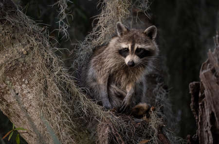 Portrait of a raccoon sitting on a tree in the forestの写真素材