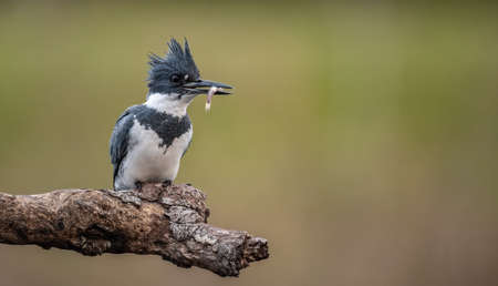 A kingfisher with a fish in its beakの写真素材