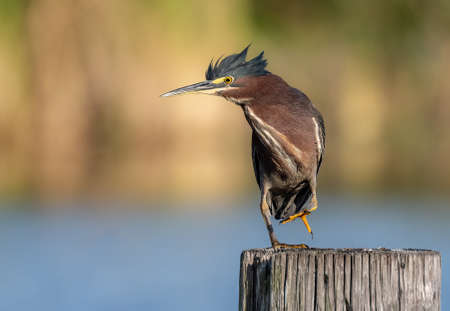 Close-up of a purple heron (Ardeola cinerea) perched on a post with a blurred backgroundの写真素材
