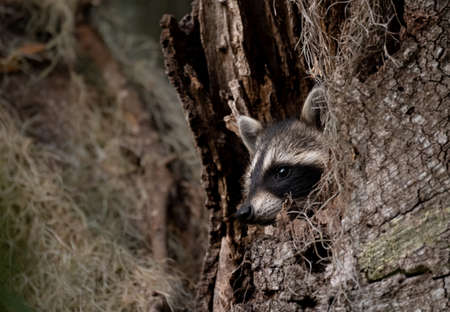 this is a close up of a raccoon climbing on a treeの写真素材
