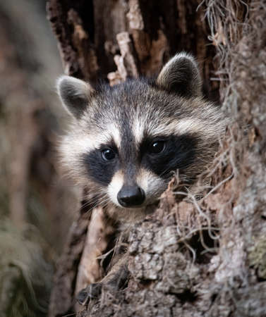 Portrait of a raccoon sitting on a tree in the forestの写真素材