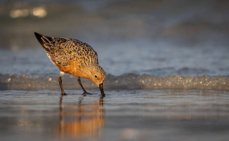 Dunlin (Calidris alba) in its natural enviromentの写真素材
