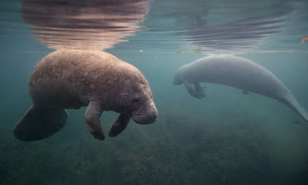Pair of seals swimming underwater in the ocean.の写真素材