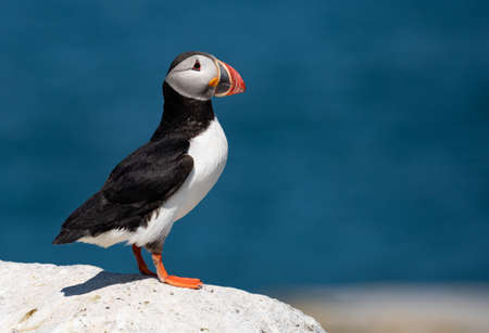 Atlantic puffin or common puffin, Fratercula arcticaの写真素材