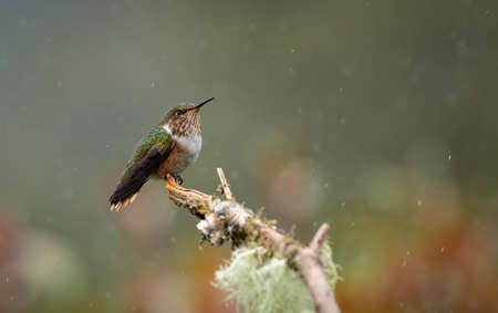 Ruby-throated Hummingbird (archilochus colubris) perched on a branch in the rainの写真素材