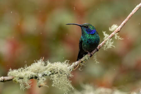 A male Ruby-throated Hummingbird (archilochus colubris) perched on a branch in the rainforest.の写真素材