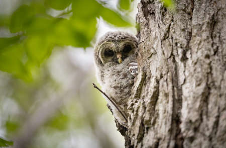 Young tawny owl (Strix nebulosa) in its natural habitatの写真素材