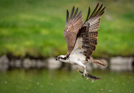 Osprey (Pandion haliaetus) in its natural enviromentの写真素材