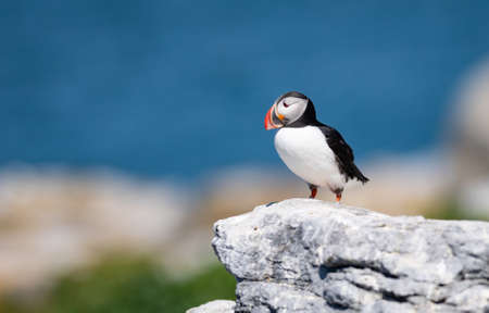 Atlantic puffin, Fratercula arctica, standing on a rock on the coast of Atlantic ocean, Icelandの写真素材