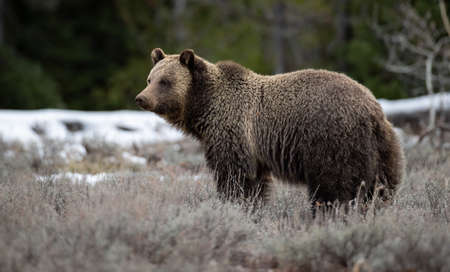 Grizzly Bear (Ursus arctos) in the summer forest. Wildlife scene from nature.