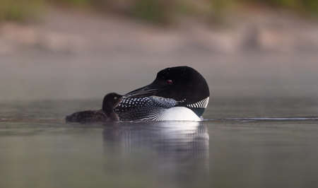 Common loon in its natural enviroment in Denmark.の写真素材