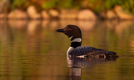 Common loon (Gavia immer) on a lake.の写真素材
