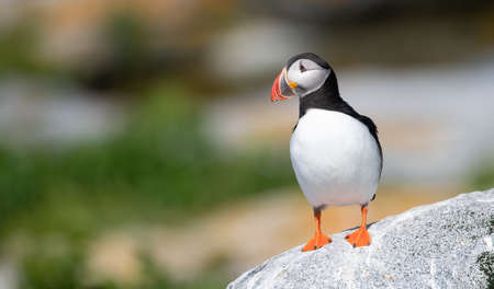 Atlantic puffin (Fratercula arctica) standing on a rock. Fratercula arctica.の写真素材