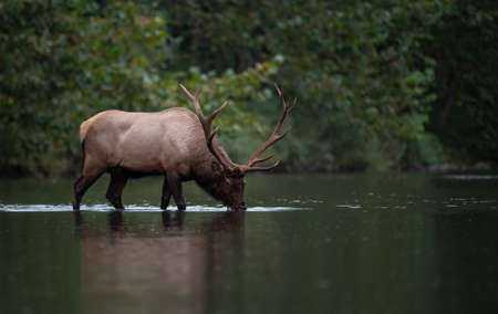 Elk (Cervus elephas) during the rutting season. The Bieszczady Mts, Carpathians, Poland.の写真素材