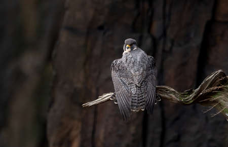 Peregrine falcon (Falco peregrinus) sitting on a branch