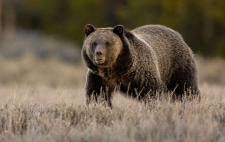 Grizzly Bear (Ursus arctos) in the summer forest
