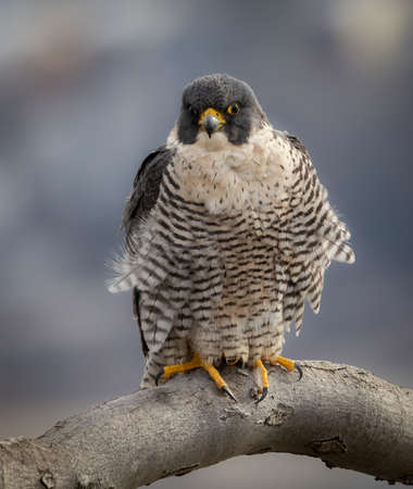 Peregrine Falcon (Falco peregrinus)
