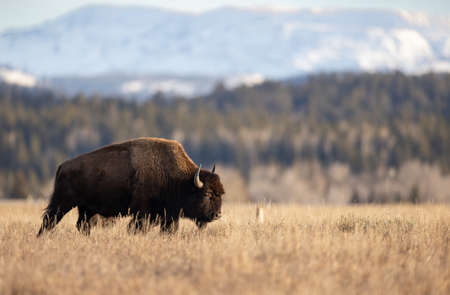 Bison in Yellowstone National Park in Wyoming in the United States of America