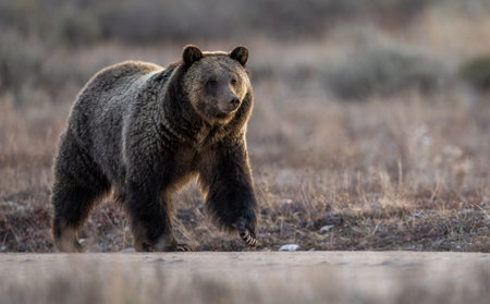 Grizzly Bear (Ursus arctos) in the nature habitat