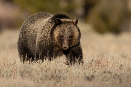 Grizzly Bear (Ursus arctos) in the Fall Rut