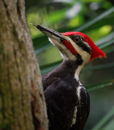The great woodpecker, Dendrocopos major is a member of the woodpecker family.の写真素材