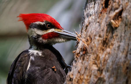 this is a close up of a woodpecker in a treeの写真素材