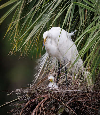 Egret with her chick in the nest in the Florida Evergladesの写真素材