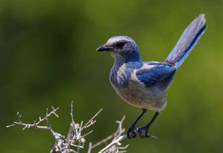 Eurasian jay, Garrulus glandarius, single bird on branchの写真素材