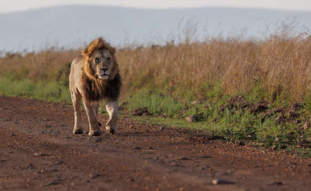 Male lion walking on dirt road in  National park,  ; Specie Panthera leo family of Felidaeの写真素材