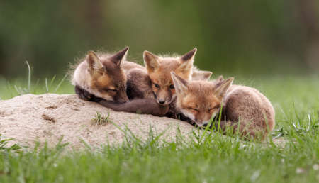 Red fox cubs (Vulpes vulpes) in the wildの写真素材