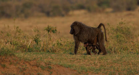Chacma baboon (Papio cynocephalus) with baby in Masai Mara National Park, Kenyaの写真素材