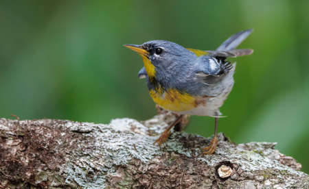 Blue-bellied Warbler (Cyornis cristatus)の写真素材