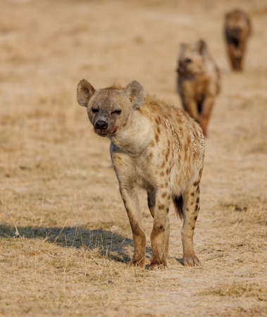 Spotted hyena (Crocuta crocuta) in the savanna of Africaの写真素材