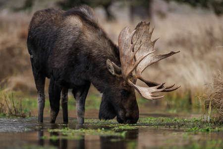 A moose in Grant Teton National Park, Wyoming.