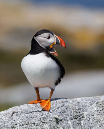 Puffin, Fratercula arctica, standing on a rockの写真素材