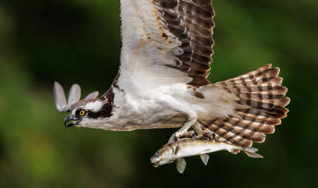 Osprey (Pandion haliaetus) catching a fishの写真素材