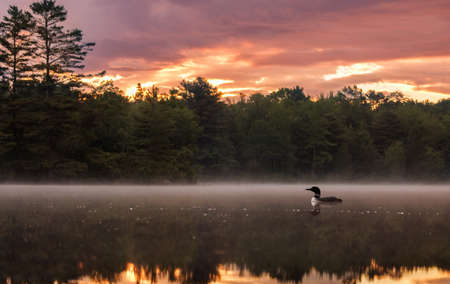 A great crested grebe swims in a lake at sunrise.の写真素材