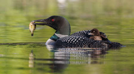 Red-throated loon (Gavia immer) in its natural habitatの写真素材
