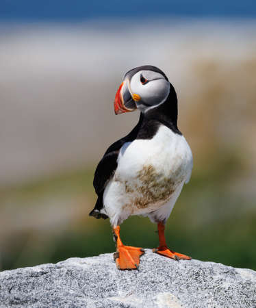 A puffin standing on a rock in front of a blue sky