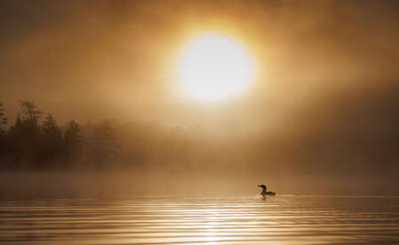 Duck swims in a lake in the morning fog. Golden hour.の写真素材