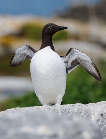 Rear view of a common guillemot (Uria aalge)の写真素材