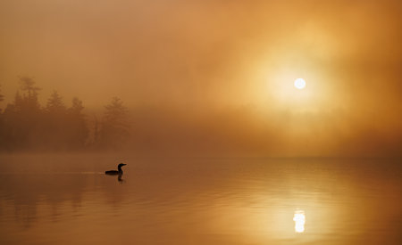 Common loon at sunrise in Maineの写真素材