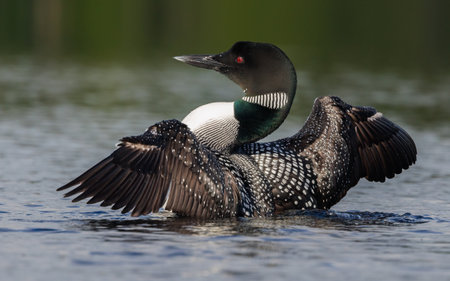 Common loon at sunrise in Maineの写真素材
