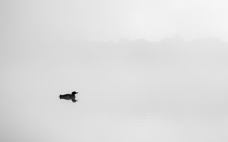 Common loon at sunrise in Maineの写真素材