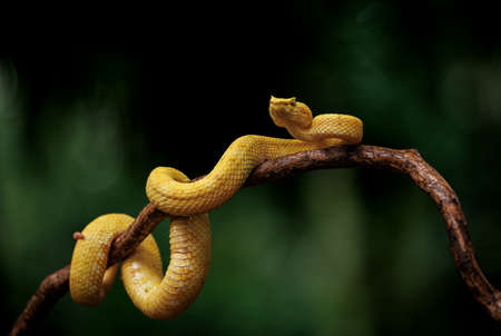 Cute yellow snake on a branch in the rainforest. Close-up.の写真素材