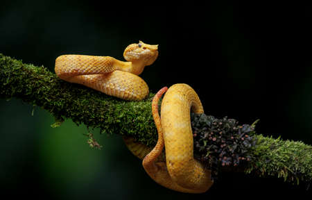 Snake on a branch in the rainforest.