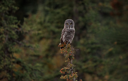 Great Grey Owl in Banff National Park, Canadaの写真素材